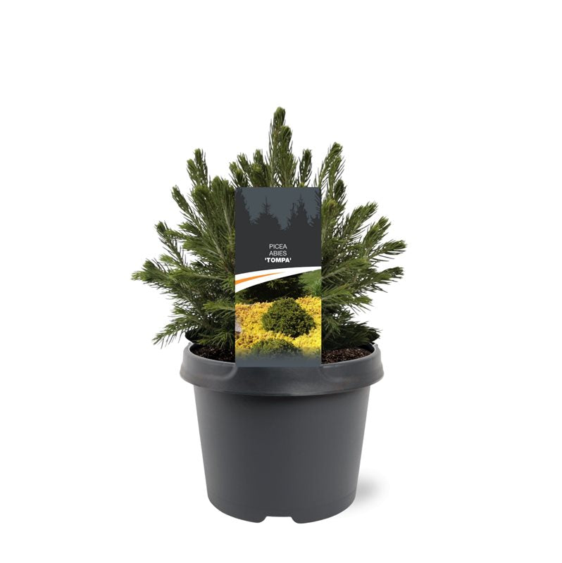 Picea abies 30cm 19cm Pot