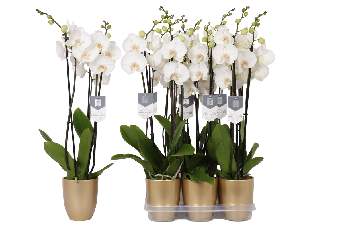 Phalaenopsis white (+ drp.ceramic) 60cm 12cm Pot