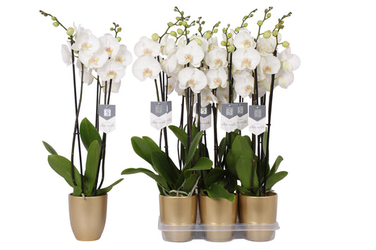 Phalaenopsis white (+ drp.ceramic) 60cm 12cm Pot
