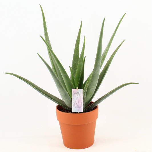 Aloe vera 55cm 21cm Pot