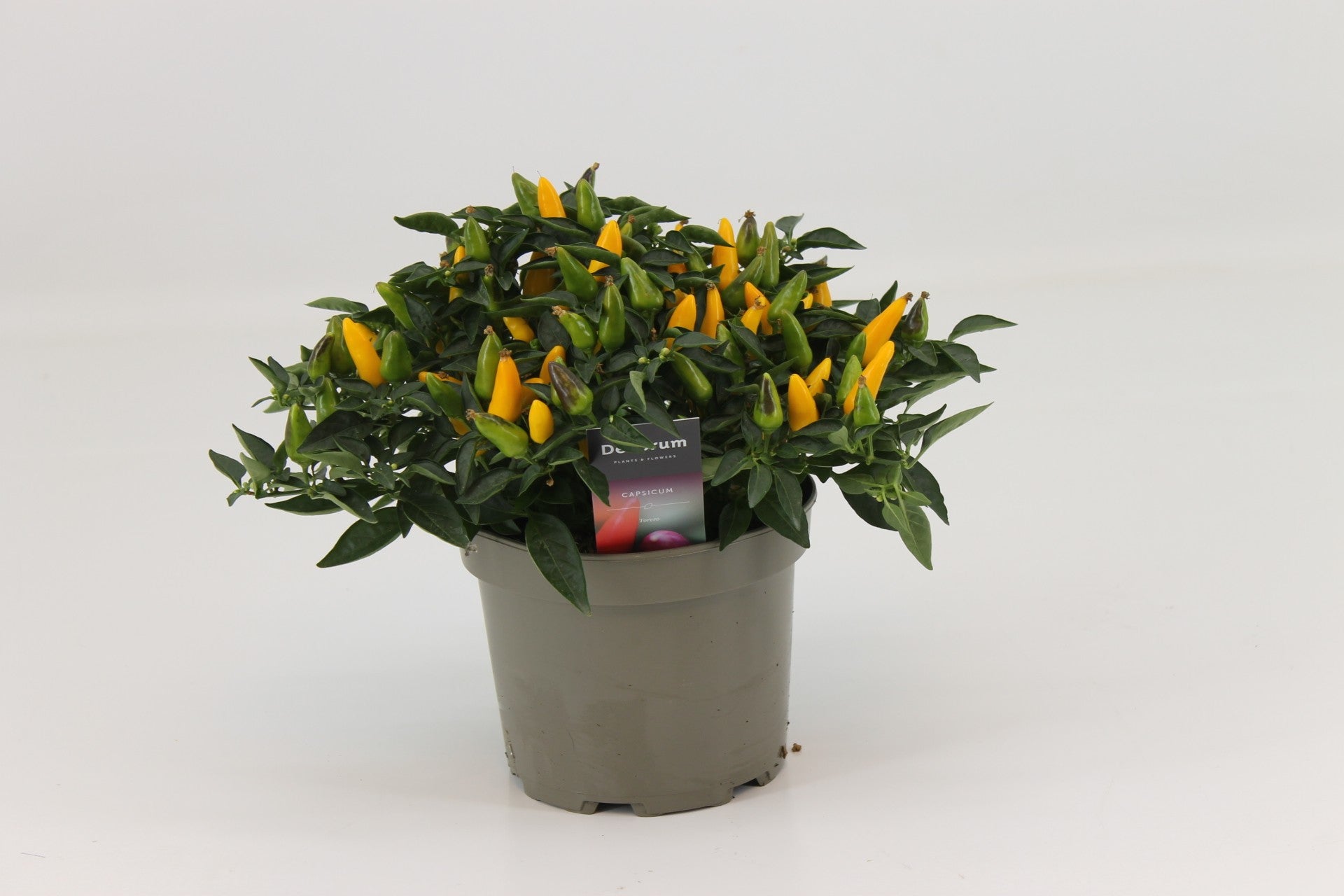 Capsicum ann. Torero Yellow 26cm 17cm Pot