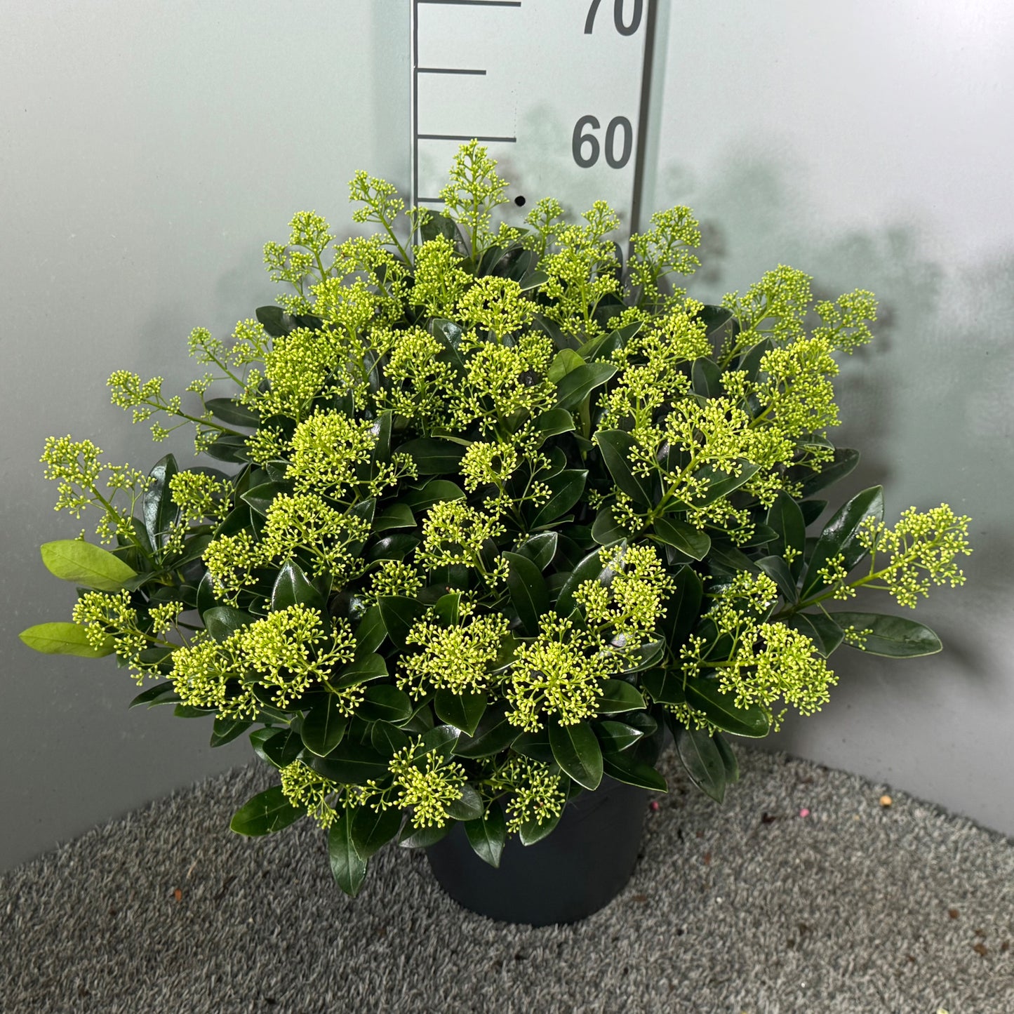 Skimmia japonica Finchy 60cm 27cm Pot