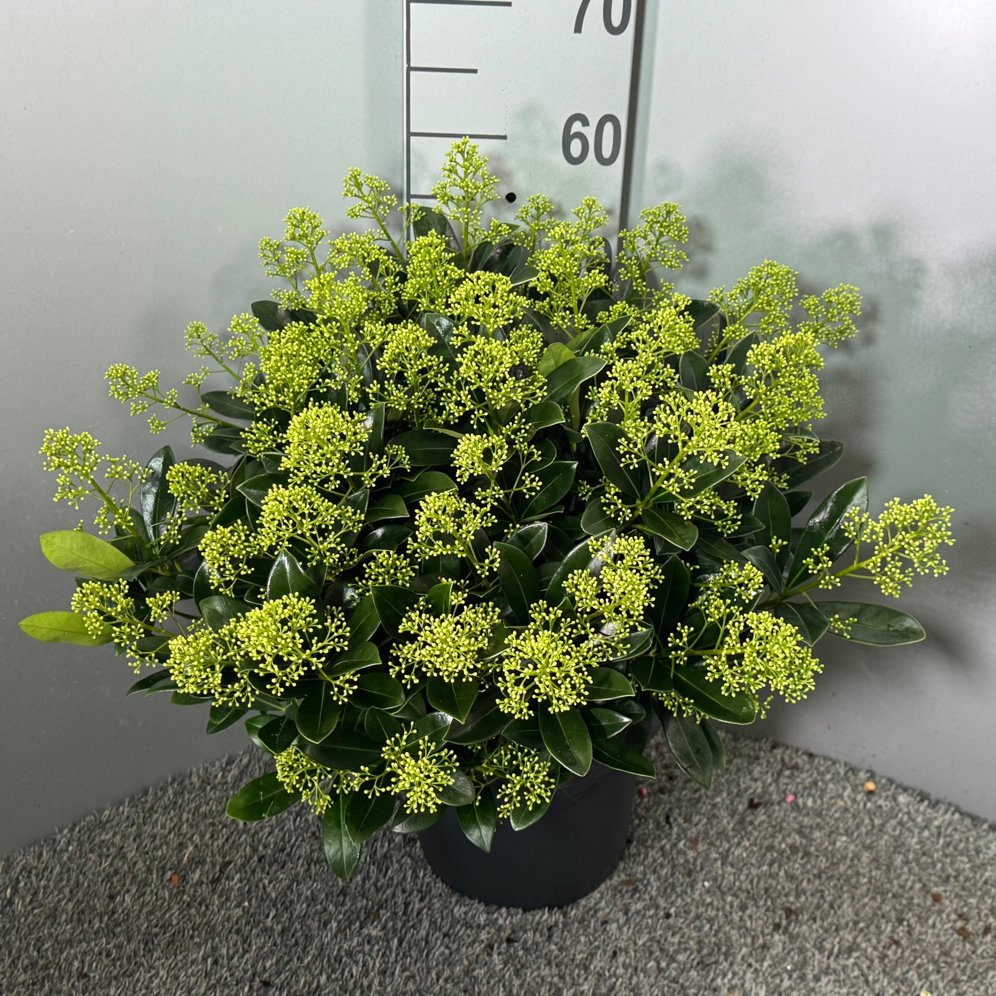 Skimmia japonica Finchy 60cm 27cm Pot