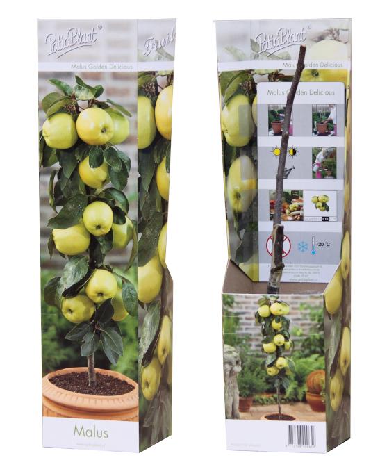 Malus domestica (Apple) Double U 35cm 9cm Pot