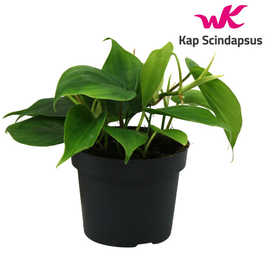 Philodendron scandens 20cm 12cm Pot