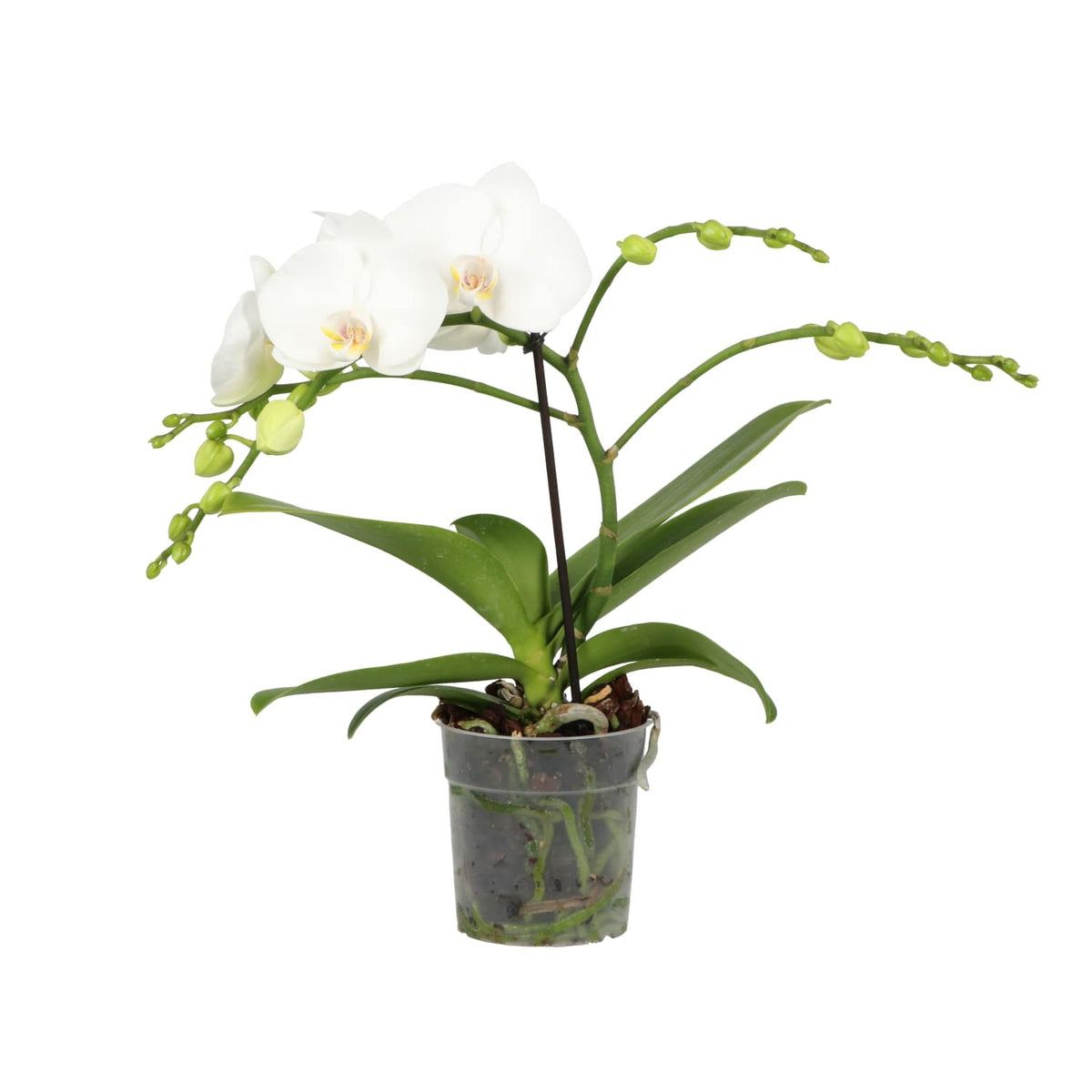 Phalaenopsis white 40cm 12cm Pot