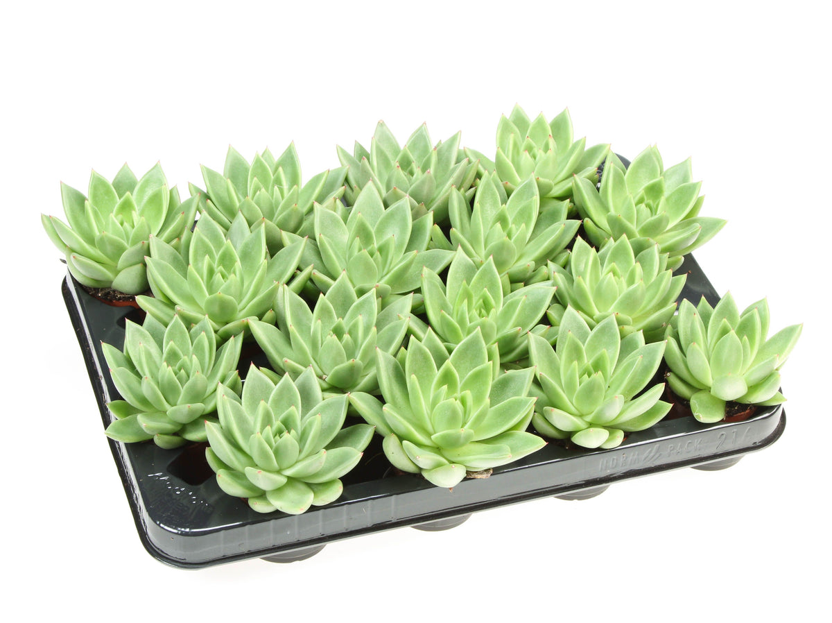 Echeveria miranda 8cm 6cm Pot
