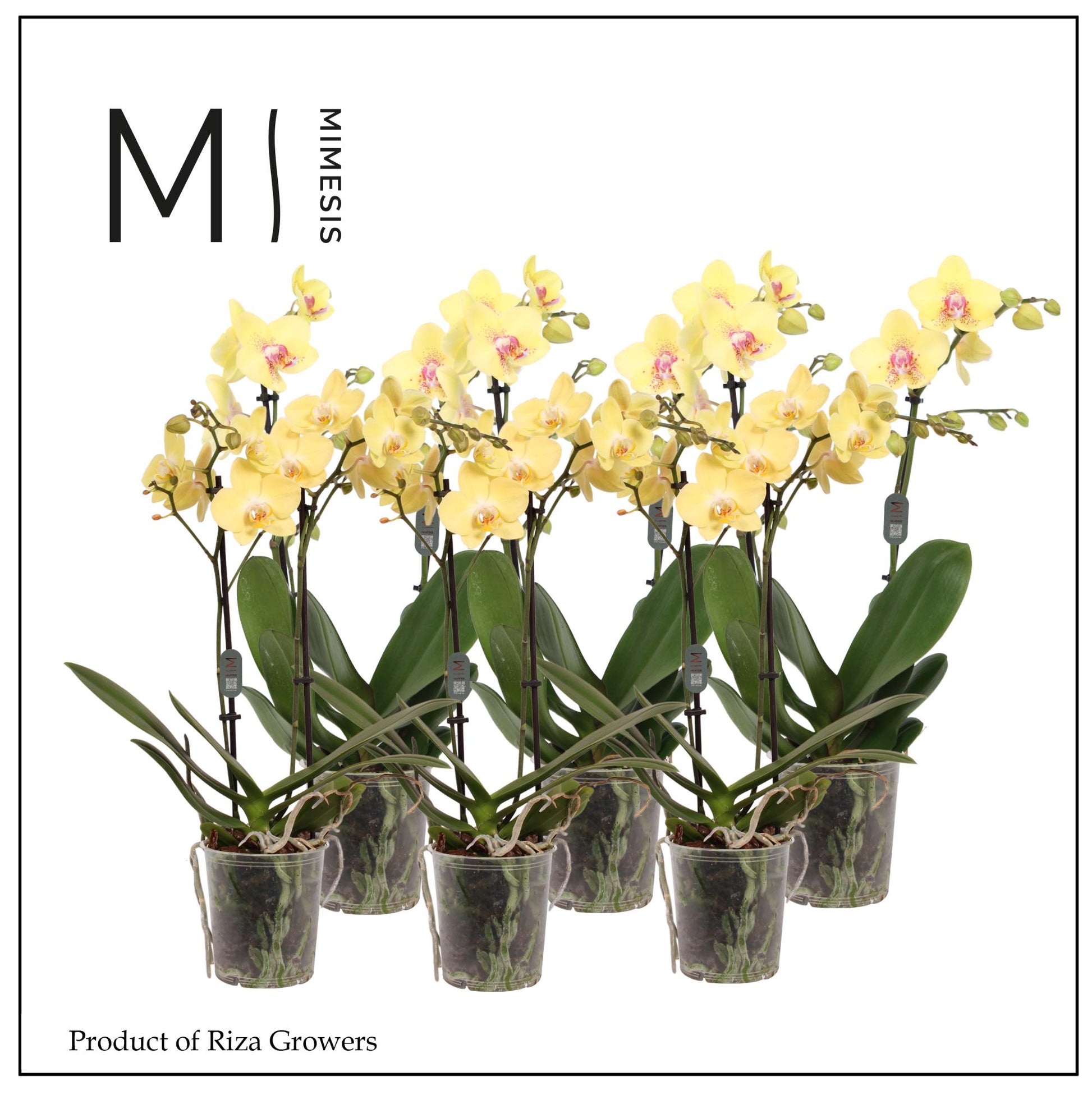 Phalaenopsis yellow 50cm 12cm Pot