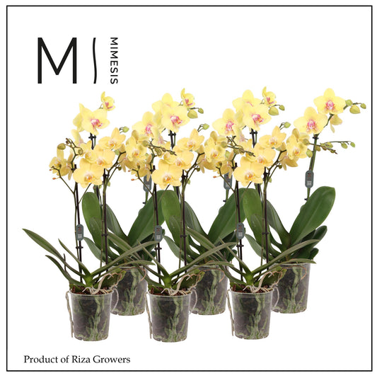 Phalaenopsis yellow 50cm 12cm Pot