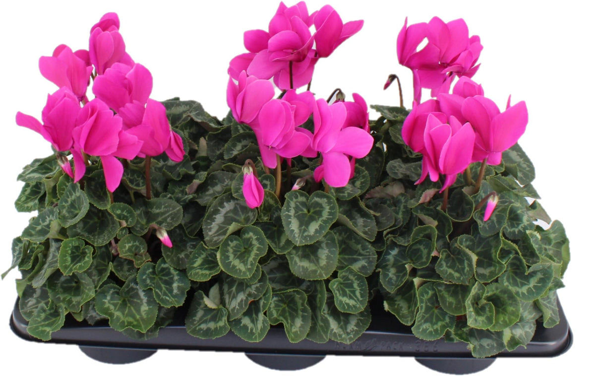 Cyclamen Halios 27cm 13cm Pot