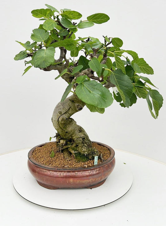Bonsai Metasequoia Forest 70cm 37cm Pot