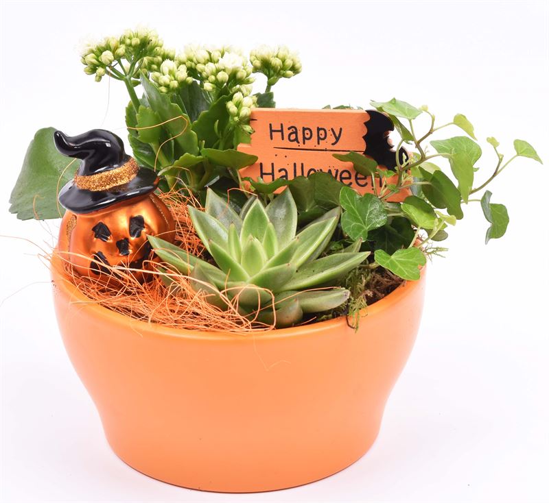 Indoor arrangement 18cm Pot