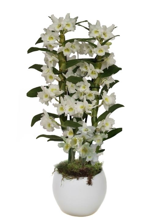 Dendrobium Apollon 50cm 12cm Pot