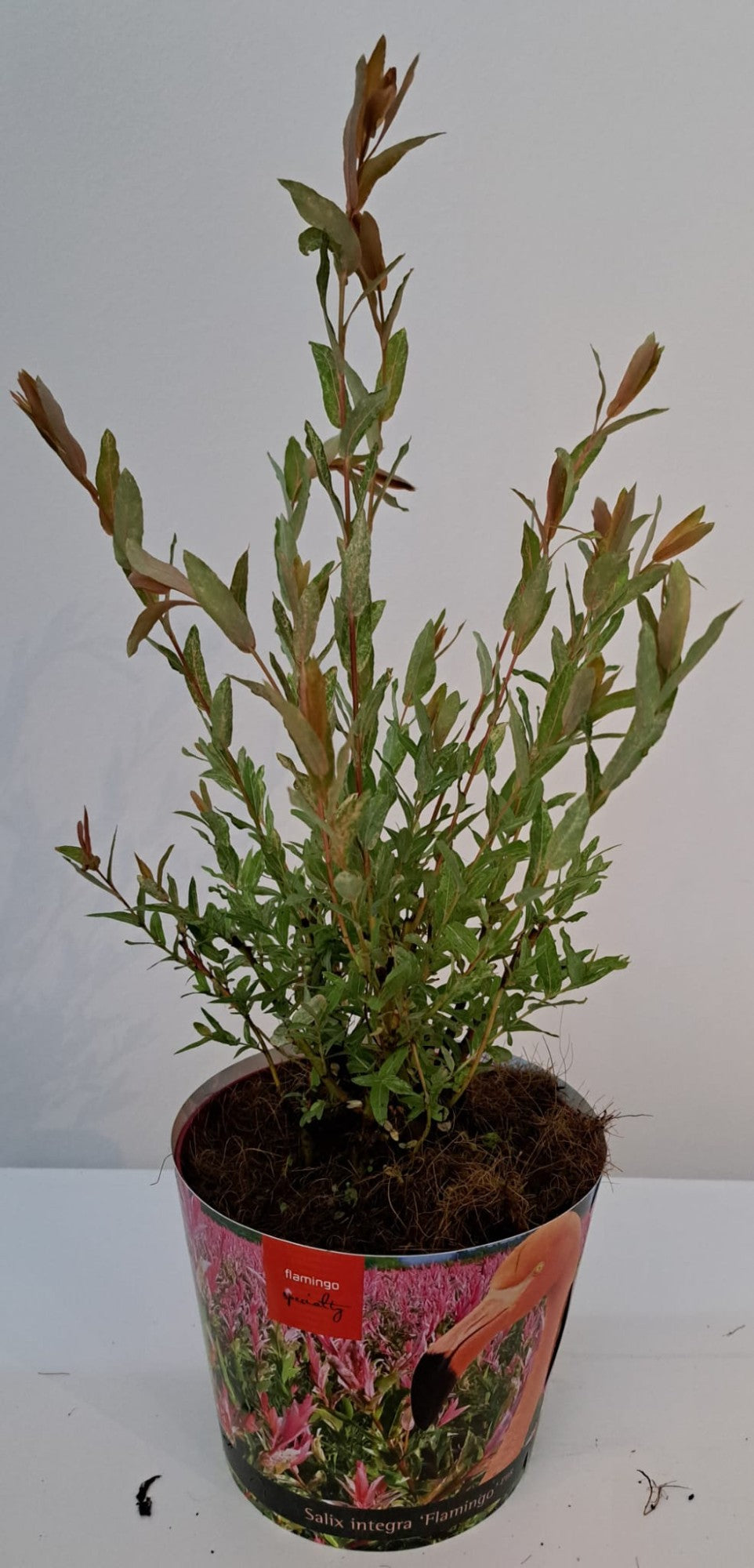 Salix integra Flamingo 50cm 17cm Pot
