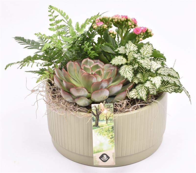 Indoor arrangement 18cm Pot