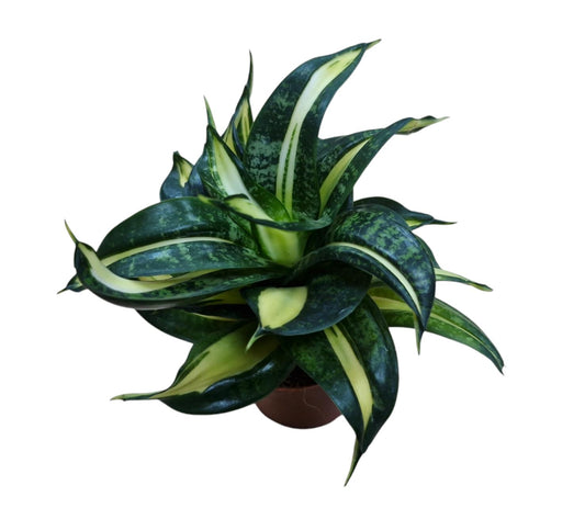 Sansevieria Hahnii 15cm 9cm Pot