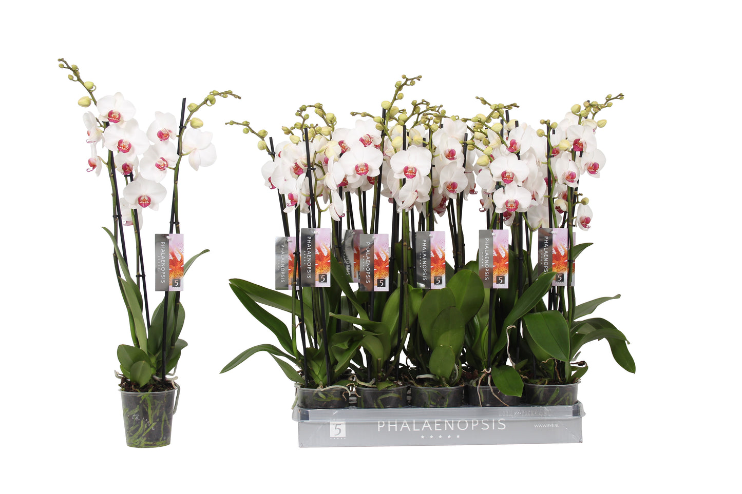 Phalaenopsis Red Lips 65cm 12cm Pot