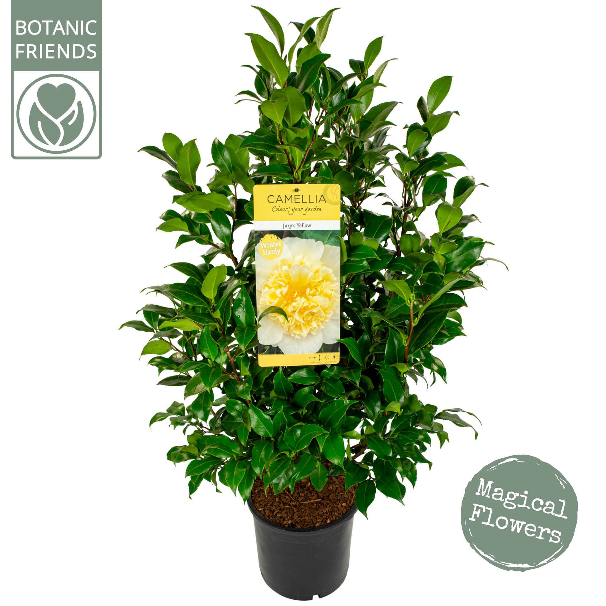 Camellia Jury's Yellow 85cm 24cm Pot