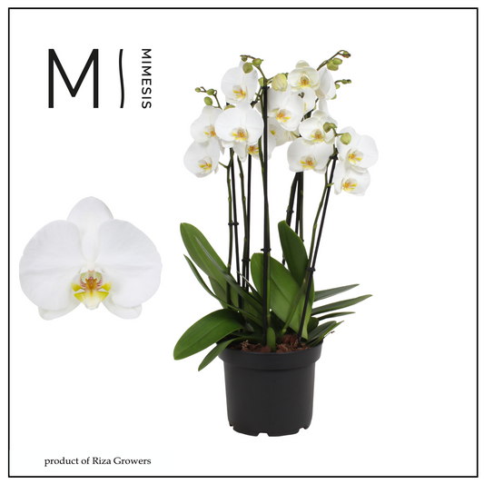 Phalaenopsis Nottingham 65cm 21cm Pot