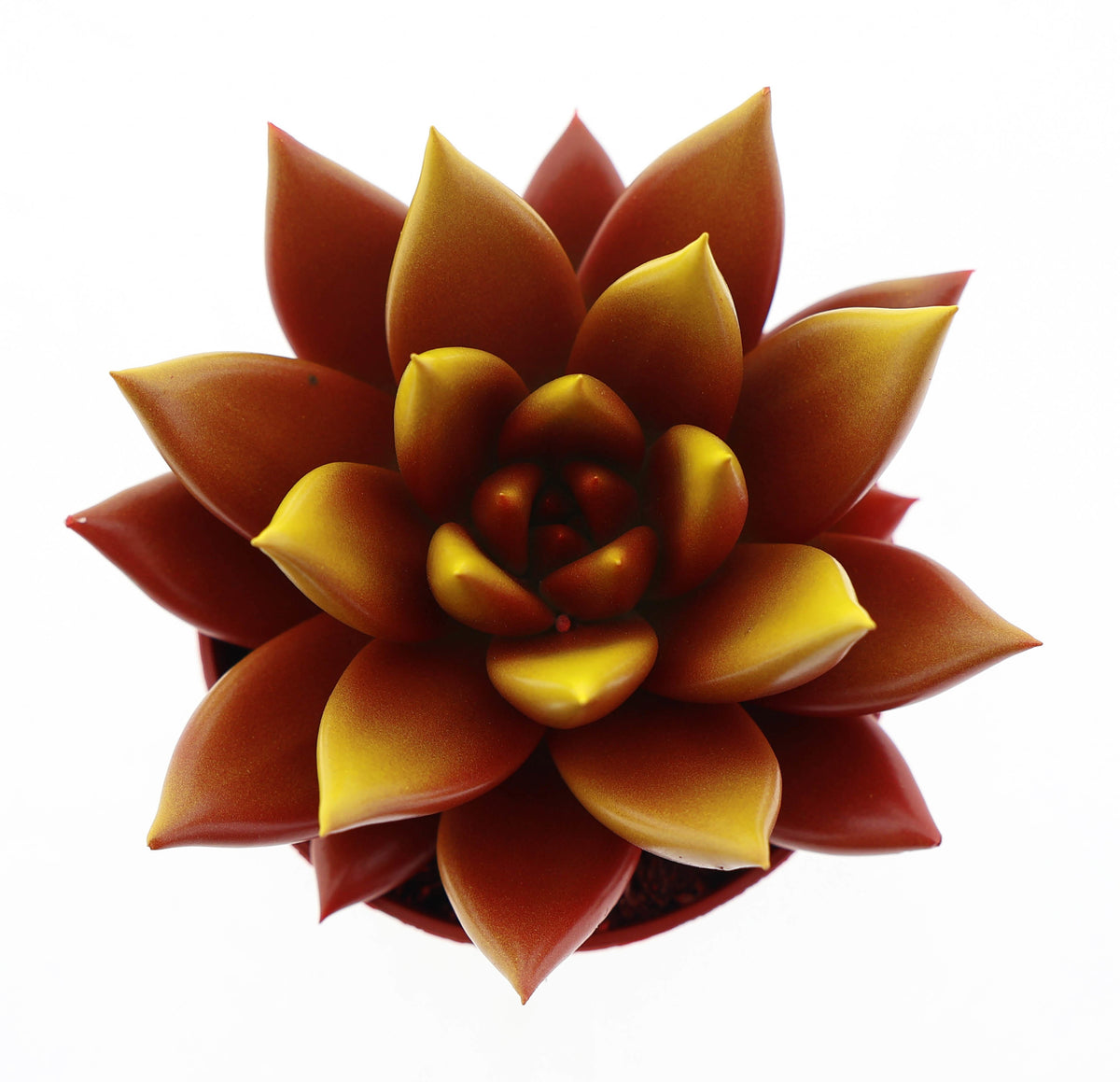 Rainbow bicolor red + yellow point 8cm 5.5cm Pot