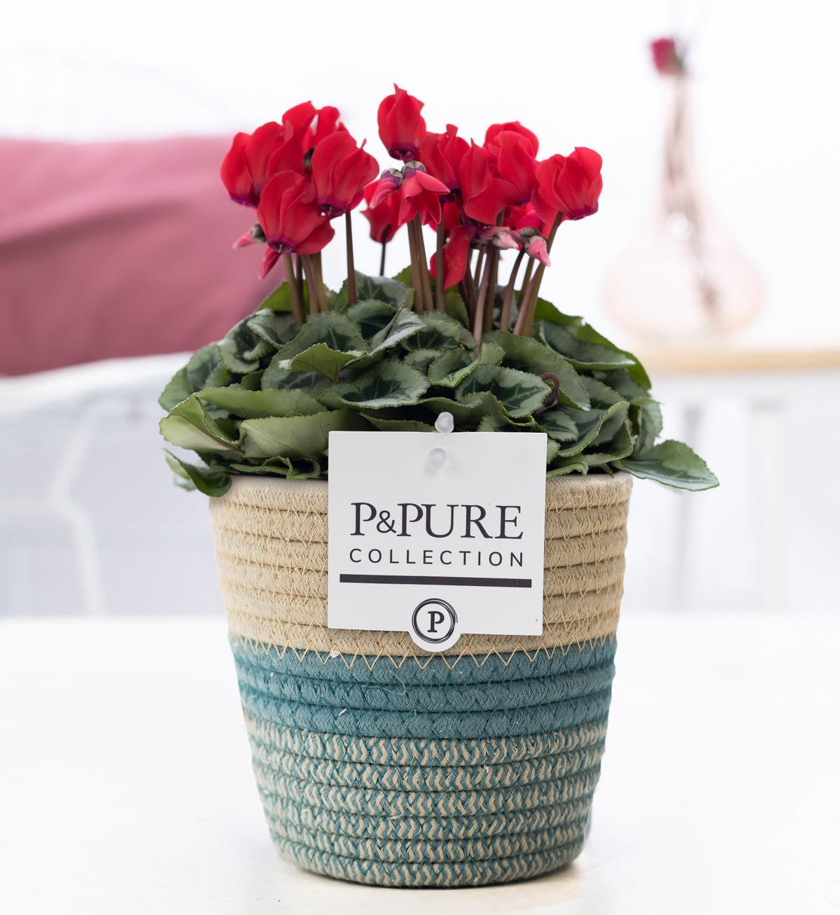 Cyclamen Picasso red (+ drp.Valerie) 30cm 14cm Pot