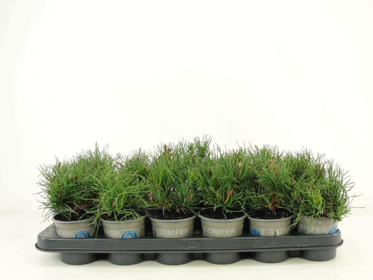 Pinus mugo Mughus 15cm 9cm Pot