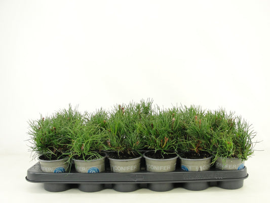 Pinus mugo Mughus 15cm 9cm Pot