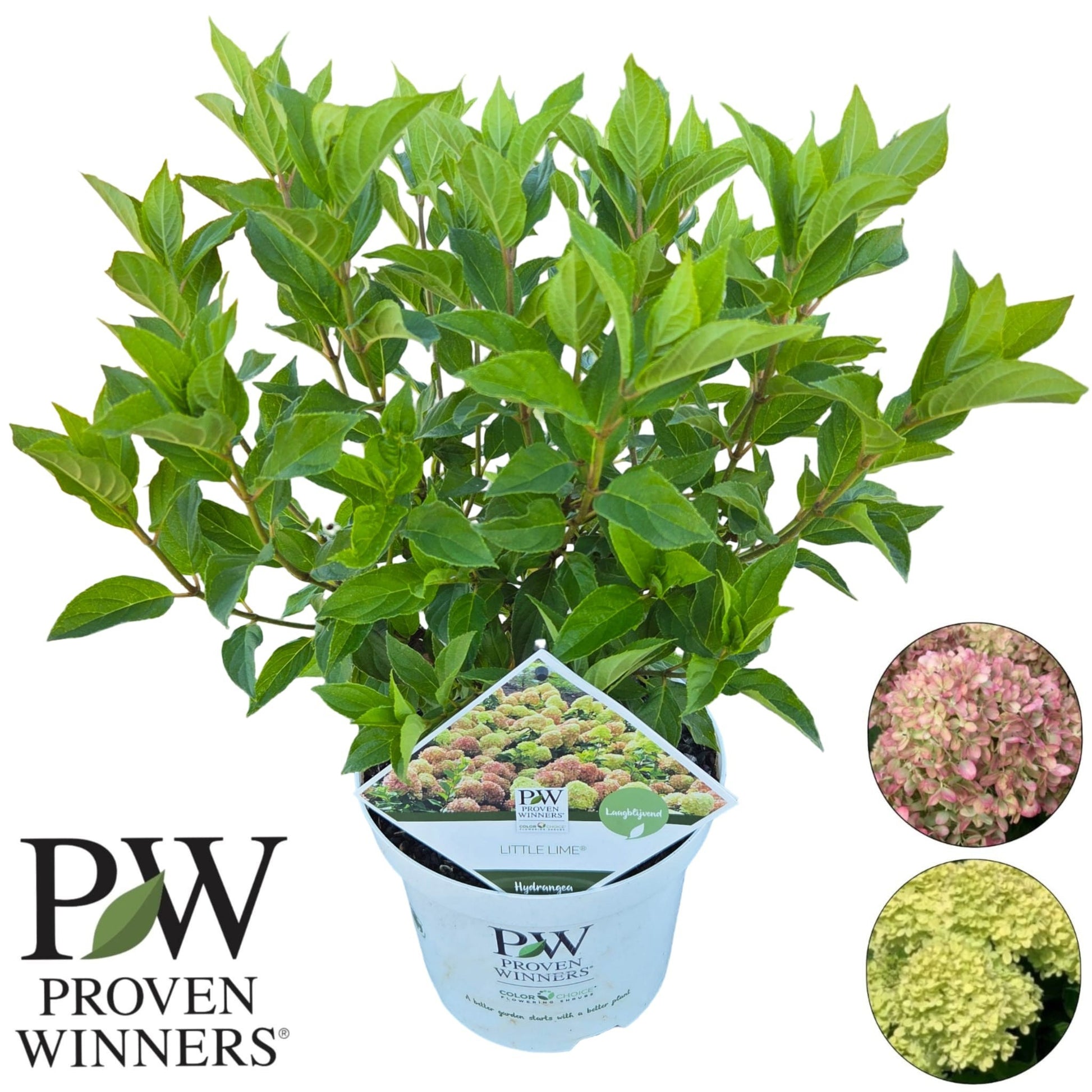 hydrangea-pan-little-lime-50cm-19cm-pot