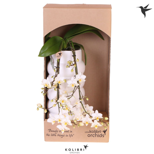 OK Plant Phalaenopsis multiflora white Pack of 1