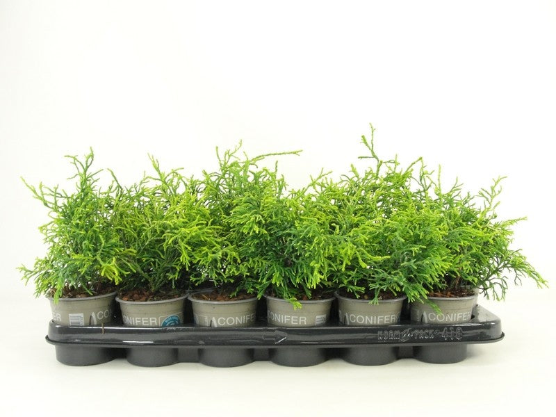 Chamaecyparis obtusa Tsatsumi Gold 20cm 9cm Pot