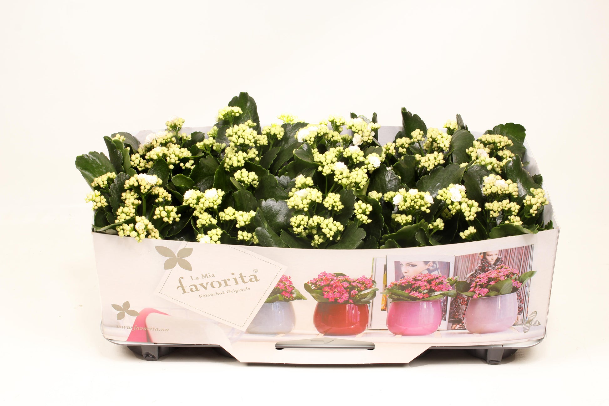 Kalanchoe Calandiva Menzel 22cm 10cm Pot