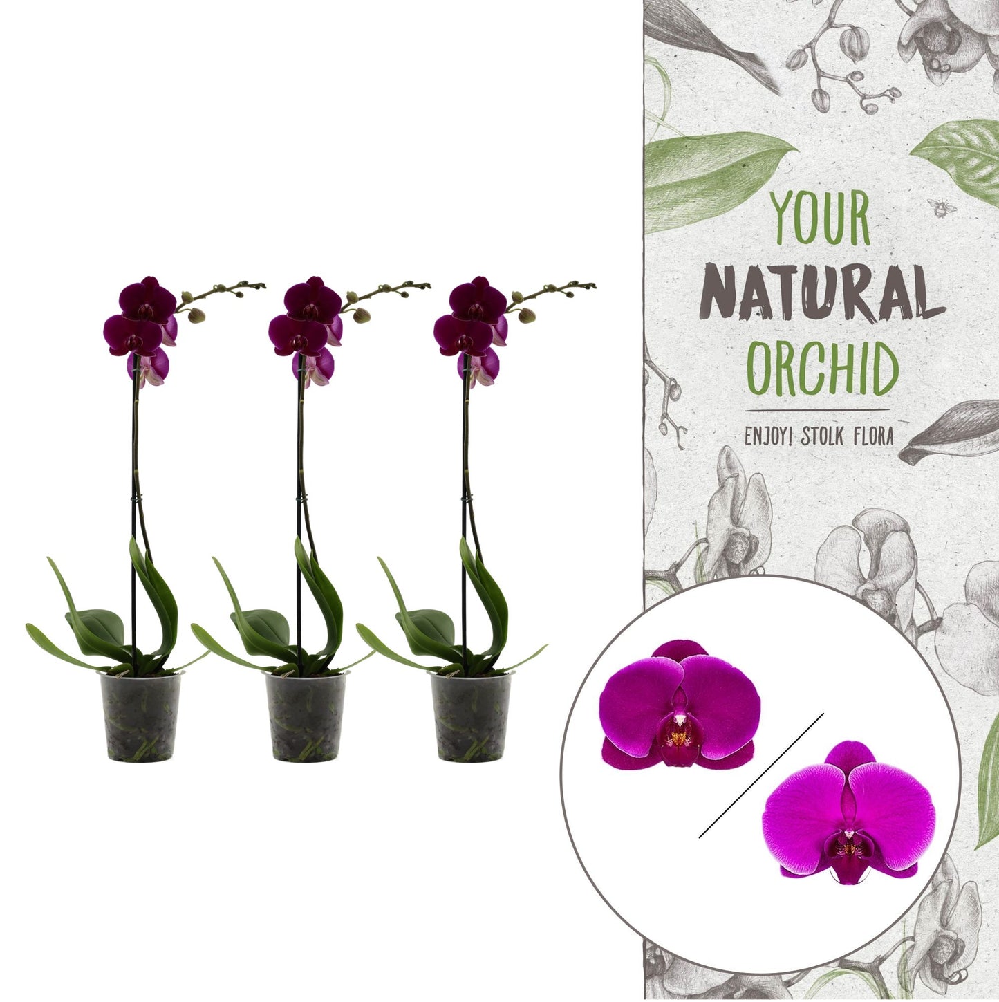 Phalaenopsis purple 60cm 12cm Pot