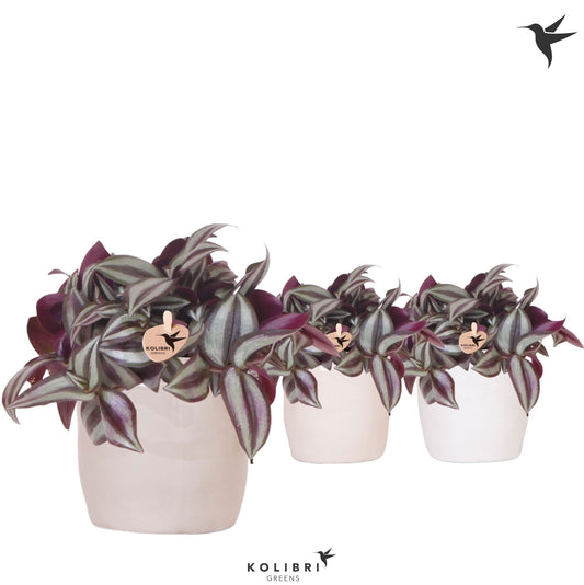 Tradescantia Violet Hill 18cm 9cm Pot