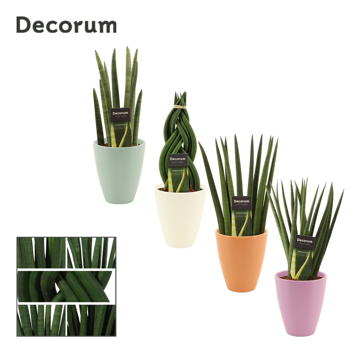 Sansevieria cylindrica 35cm 12cm Pot