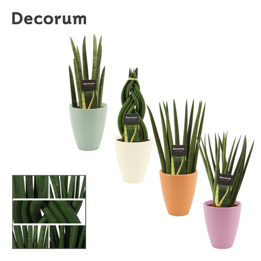 Sansevieria cylindrica 35cm 12cm Pot