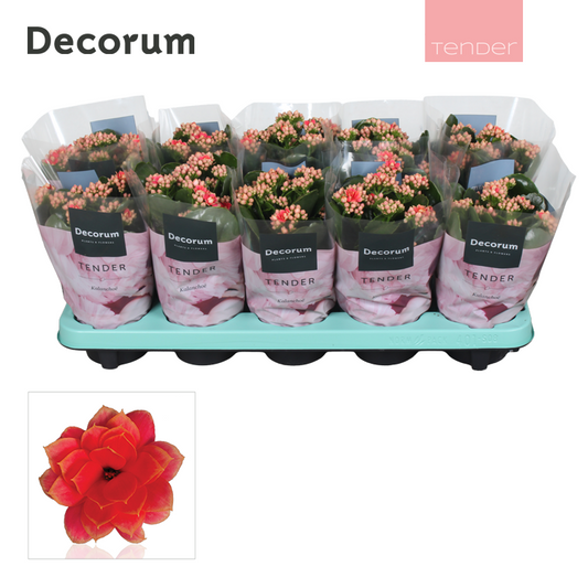 Kalanchoe Serenity Coral 23cm 10.5cm Pot