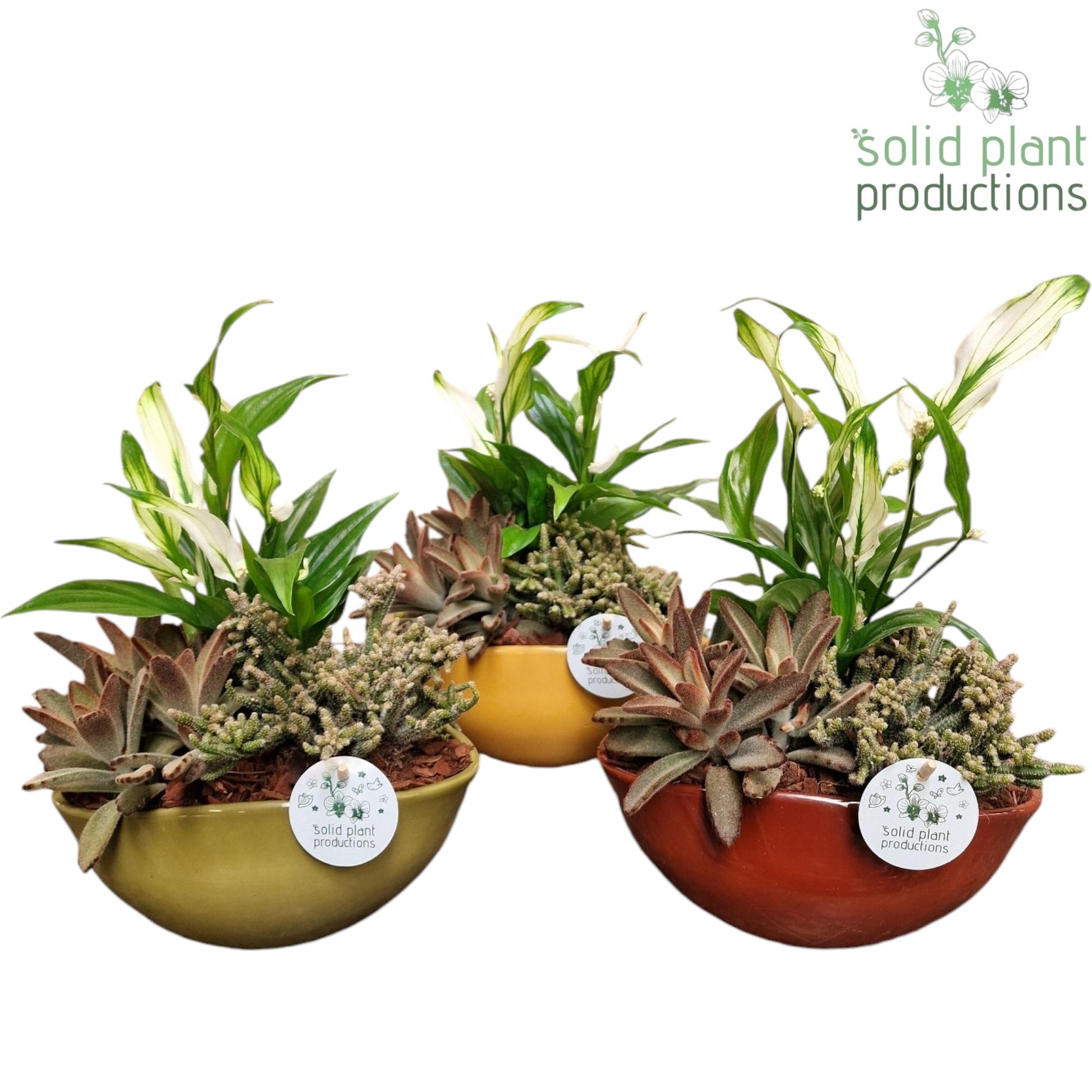 JT013 Evelyn Spathiphyllum 34cm 22cm Pot