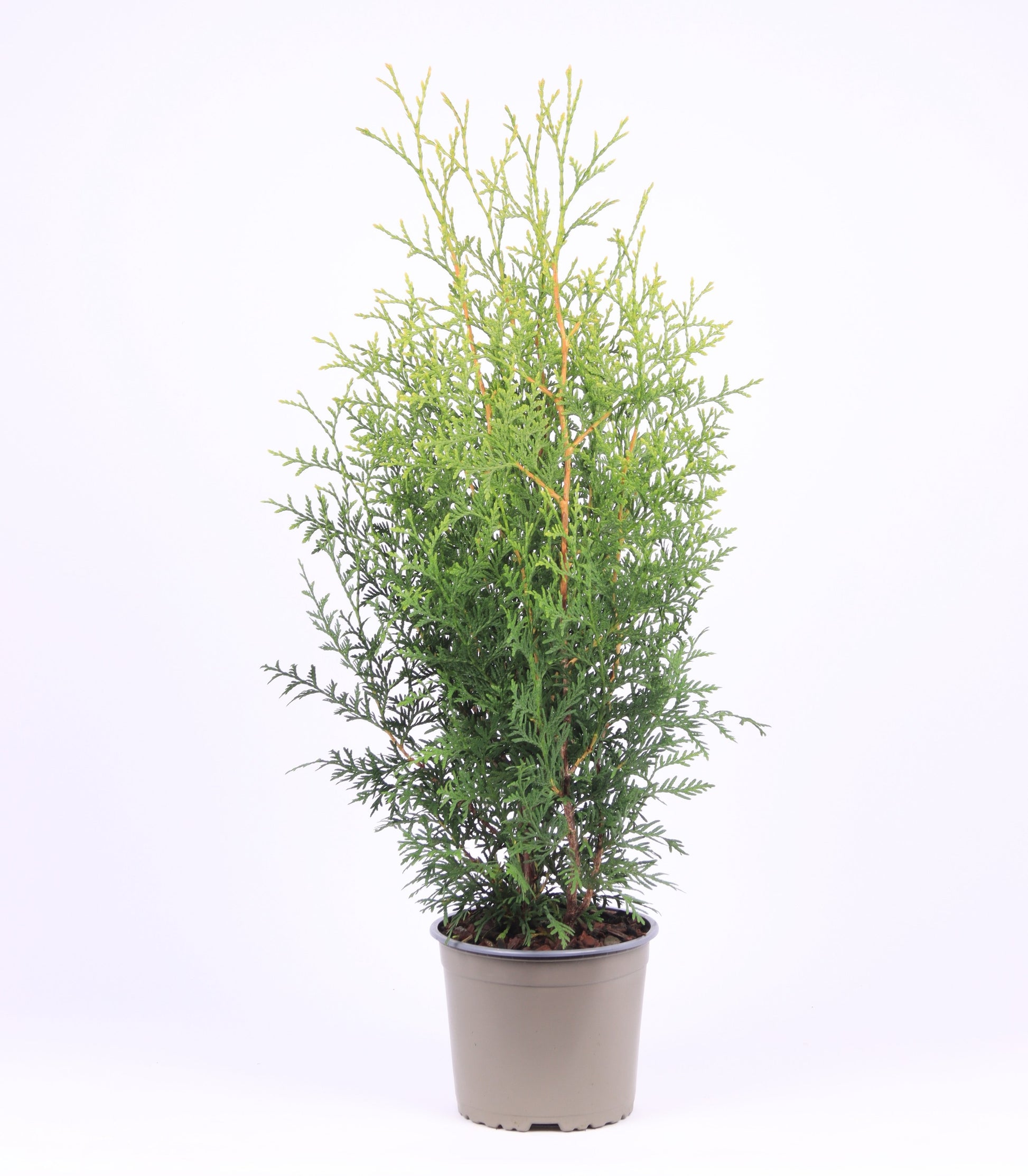 Vredebest, Kwekerij Thuja occidentalis Brabant Pack of 1