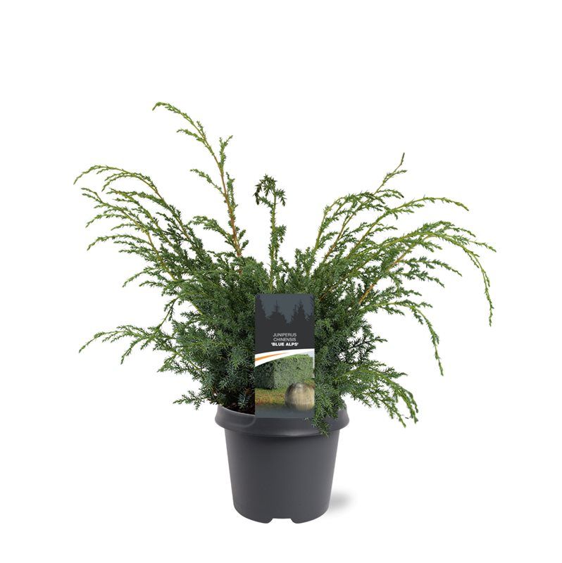 Juniperus Blue Alps 45cm 23cm Pot
