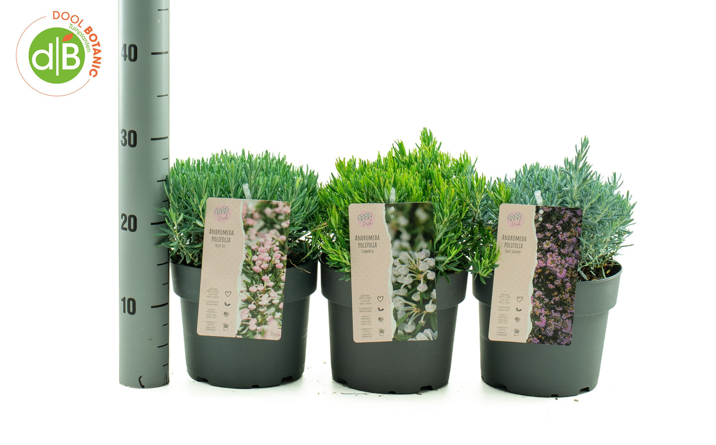 Dool Botanic Andromeda Blue Lagoon Pack of 1