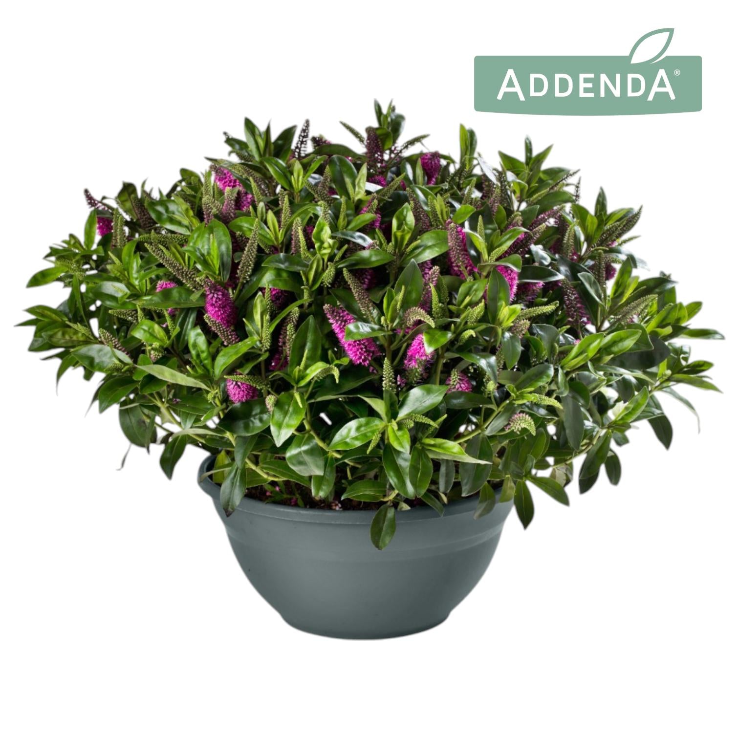 Hebe Celebration 45cm 30cm Pot