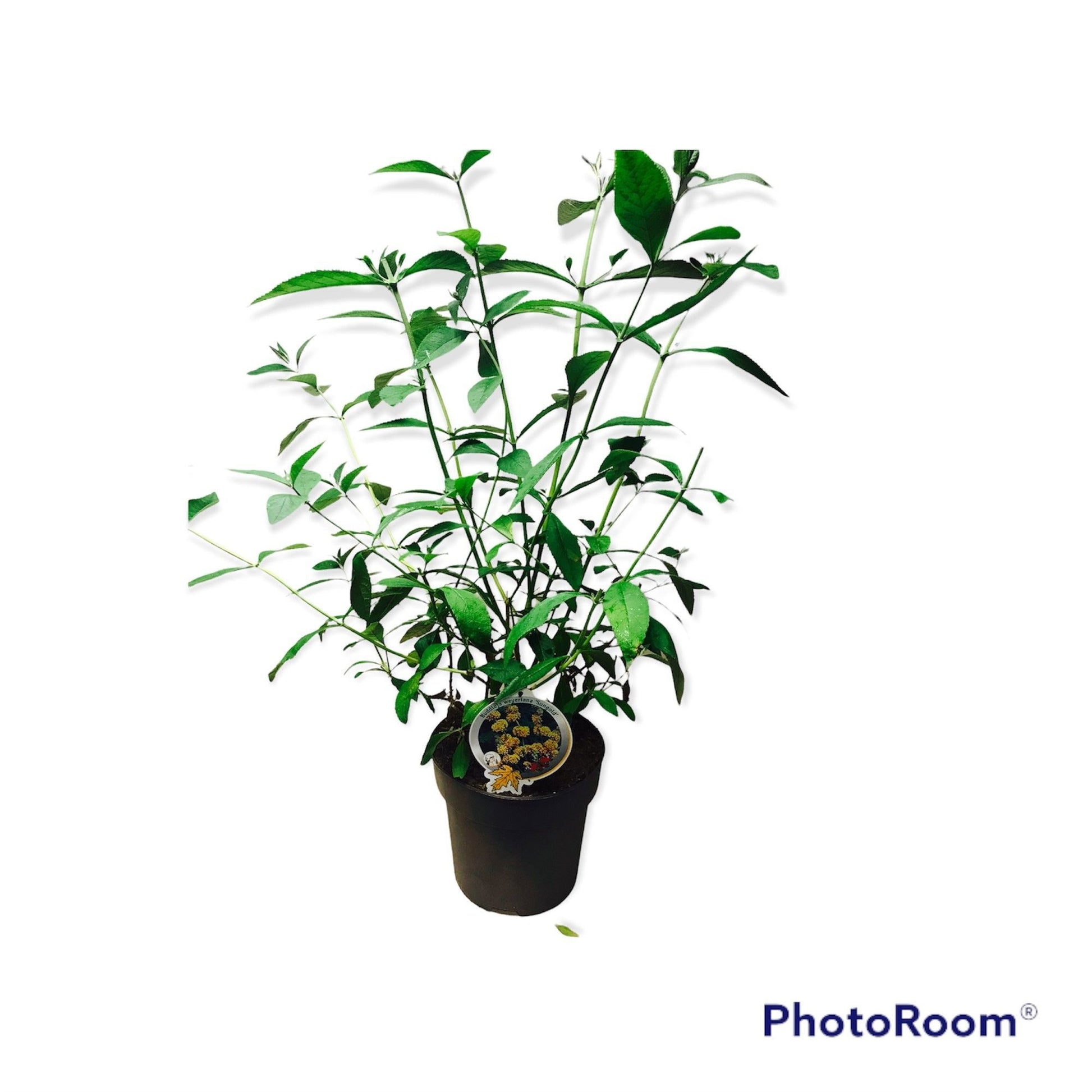 Buddleja wey. Sungold 80cm 26cm Pot