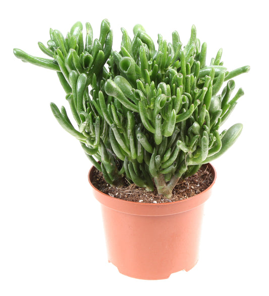 Crassula Hobbit 30cm 17cm Pot