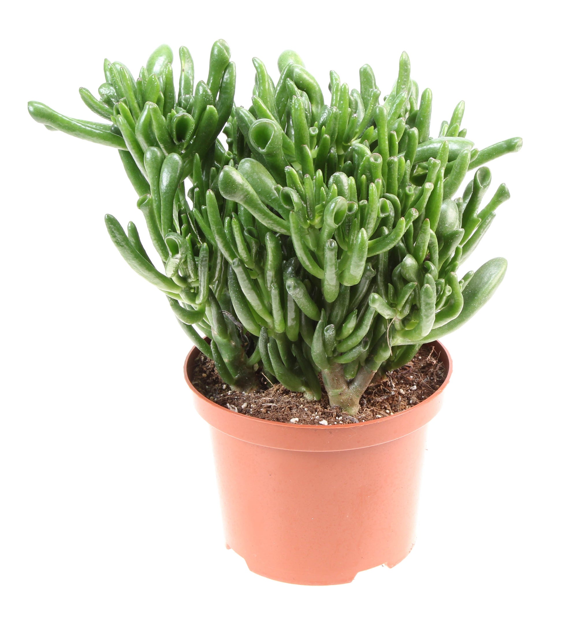 Euro Cactus Holland Bv Crassula Hobbit Pack of 3