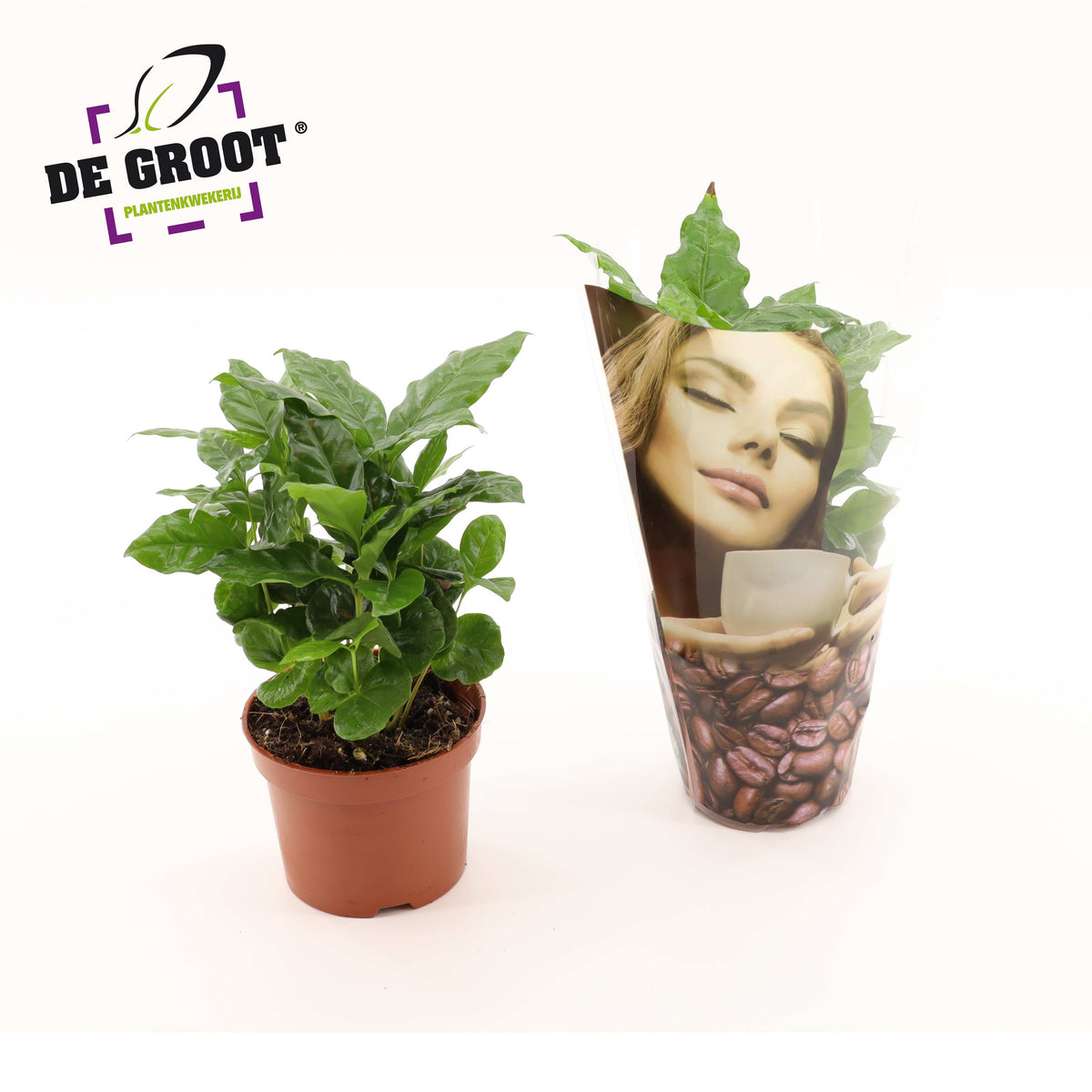 Coffea arabica 25cm 12cm Pot