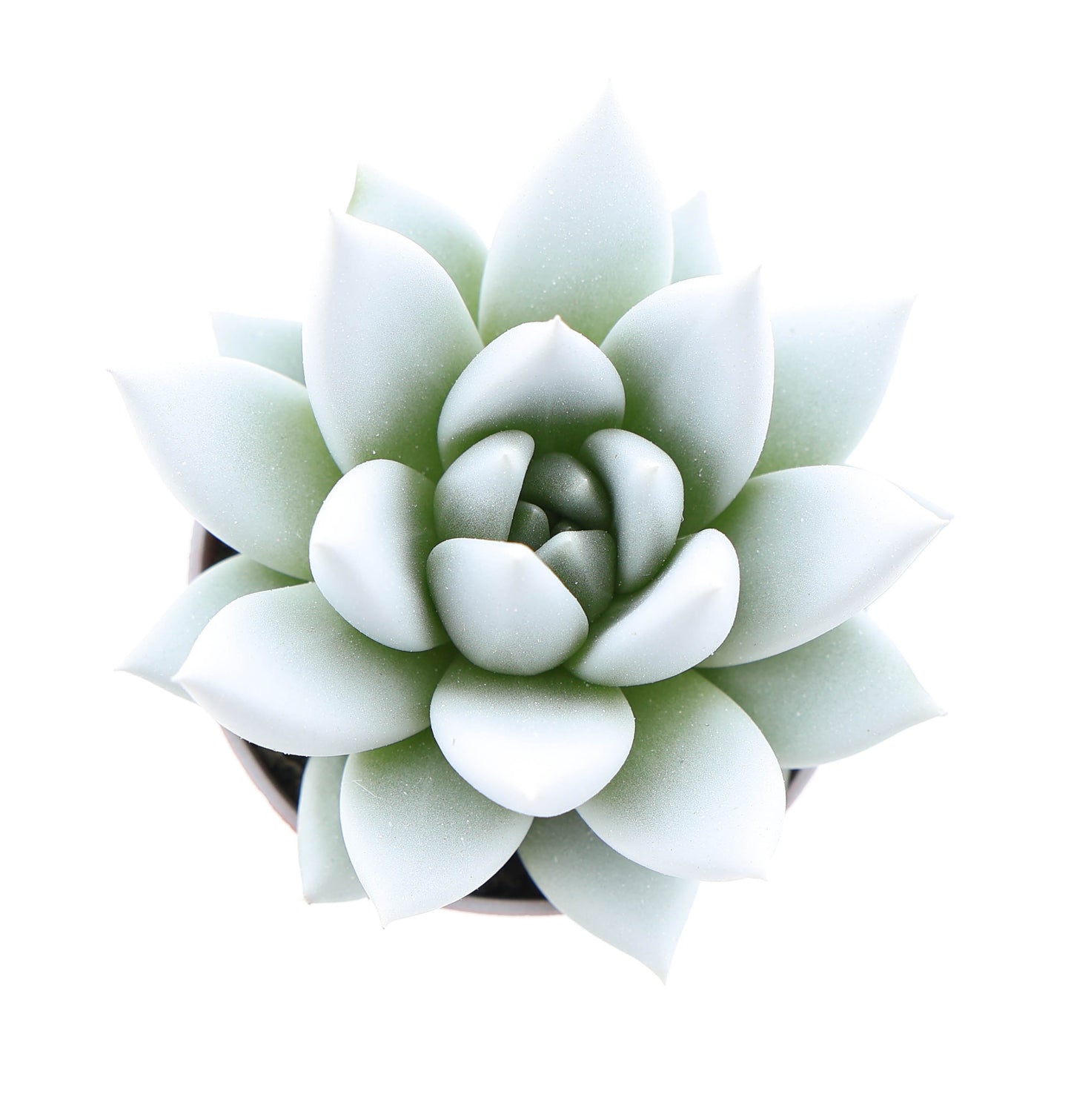 Rainbow white 8cm 5.5cm Pot