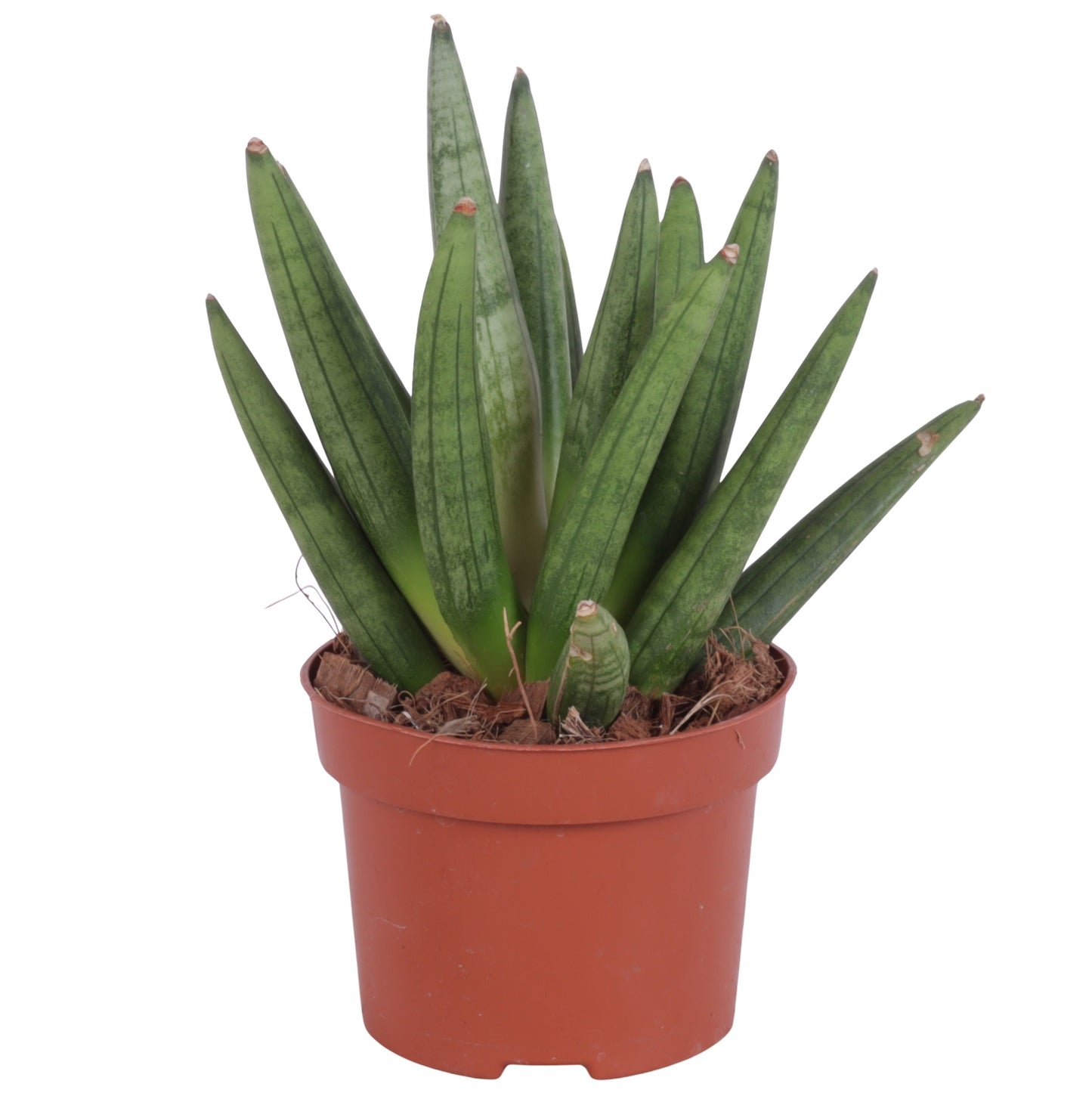 Sansevieria cylindrica 25cm 10.5cm Pot