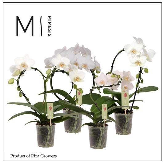 Riza Ter Laak Orchios Phalaenopsis white Pack of 4