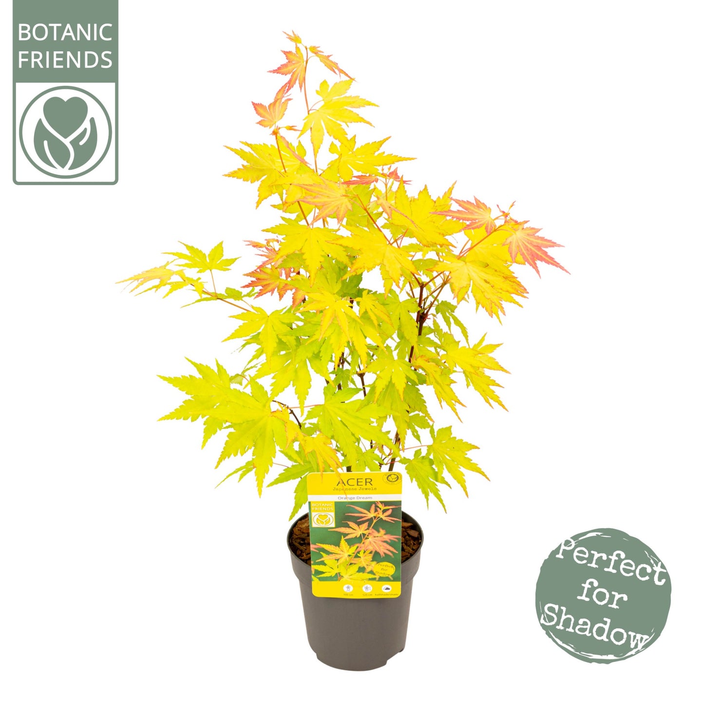 Acer Orange Dream 40cm 10cm Pot