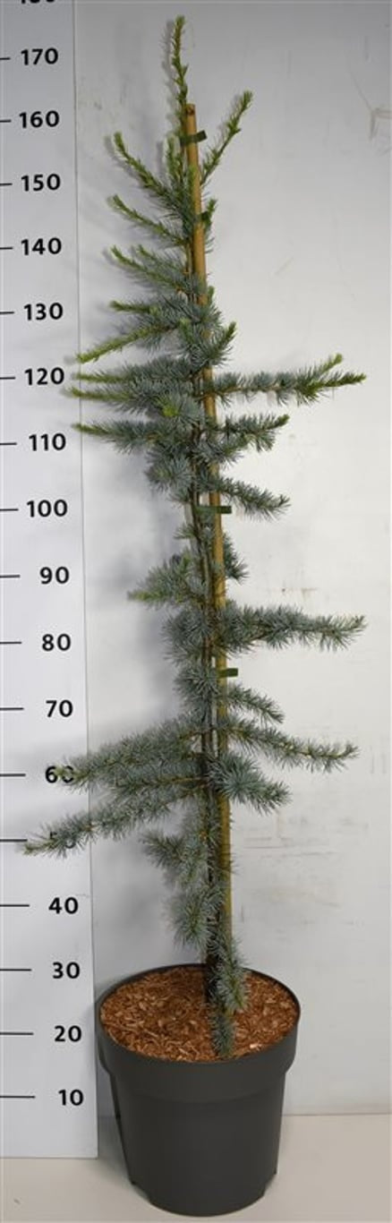 Cedrus libani Glauca 160cm 32cm Pot